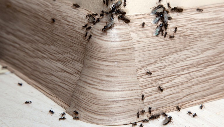 Раскрываем профессиональные секреты на тему: чем вывести муравьев